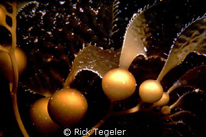 Bull kelp. by Rick Tegeler 